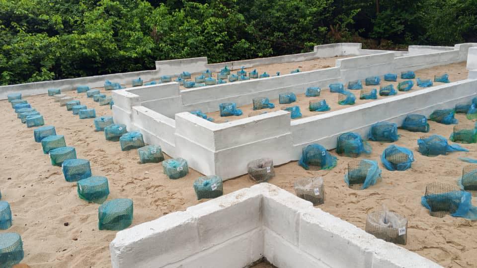 Ecloserie du Parc Marin des Mangroves