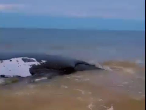 Une baleine échouée sur la plage de Muanda : un signal d’alerte pour la biodiversité marine de la RDC Baleine échoué à la plage de Miuanda