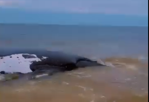 Une baleine échouée sur la plage de Muanda : un signal d’alerte pour la biodiversité marine de la RDC Baleine échoué à la plage de Miuanda