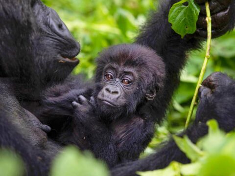 Les gorilles d’Afrique : où vivent-ils et quels défis menacent leur survie ?